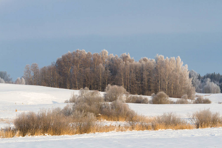 场景 俄罗斯 寒冷的 国家 公园 森林 冬天 风景 天空