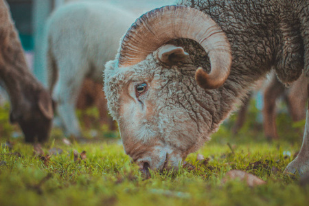 兽群 母羊 羔羊 自然 性格 吃草 农业 大喇叭 哺乳动物