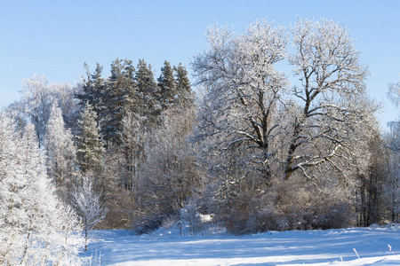 自然 天气 冬天 寒冷的 季节 国家 冷冰冰的 美丽的 森林