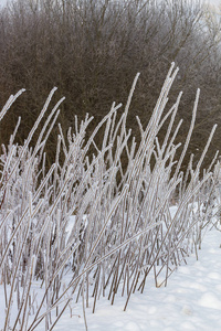 美丽的 晶体 植物 圣诞节 寒冷的 自然 十二月 领域 场景
