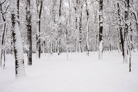 许多树在冬天被雪覆盖