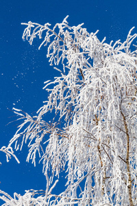 雪花 森林 冷冰冰的 降雪 天空 冬天 场景 天气 寒冷的