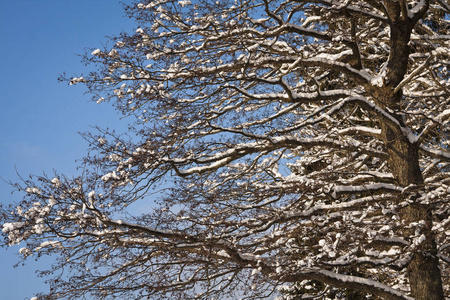 季节 场景 冬天 木材 风景 纹理 寒冷的 公园 天空 自然