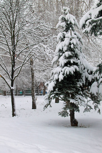 城市公园的冬季景观