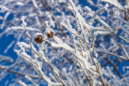 十二月 森林 天气 自然 植物 晶体 风景 美丽的 寒冷的