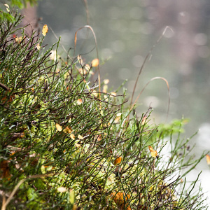 特写镜头 树叶 春天 植物 草地 美丽的 颜色 自然 花园