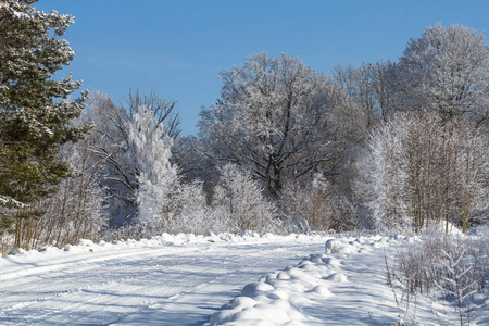 冬天 美女 天空 天气 旅行 分支 风景 公园 自然 太阳