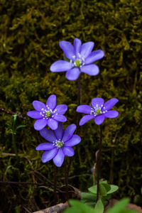 花园 颜色 森林 植物学 开花 美女 紫色 植物区系 自然