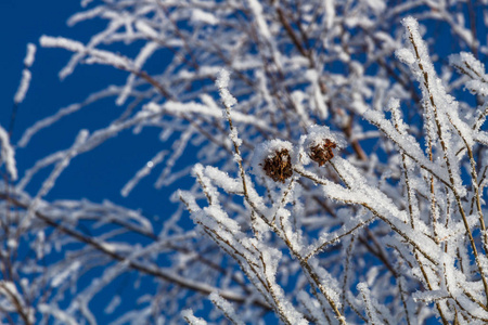 白霜 冬天 风景 美丽的 天空 十二月 一月 天气 圣诞节