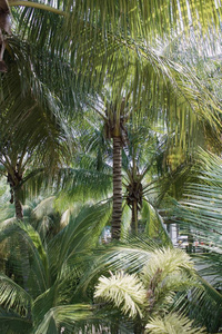 旅行 外部 季节 生态学 环境 棕榈树 风景 自然 自由