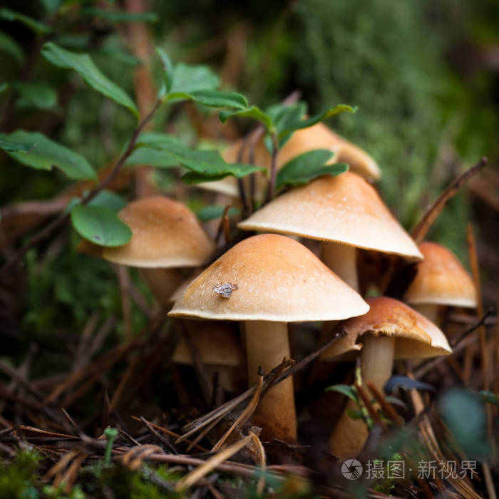 树叶 落下 真菌 自然 夏天 木材 季节 蘑菇 森林 食物