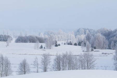 风景 植物 国家 冬天 场景 阳光 自然 分支 旅行 天气