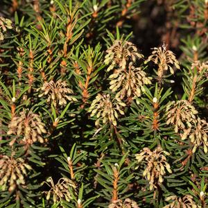 季节 云杉 特写镜头 分支 新的 美丽的 松木 植物 树叶