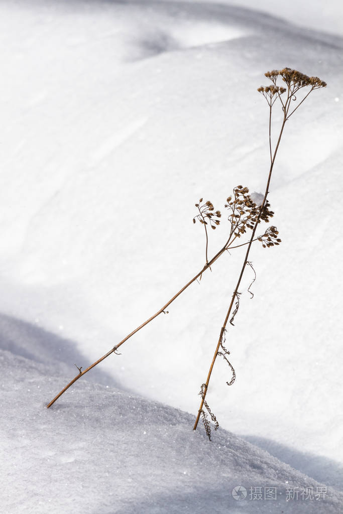 冻结 特写镜头 冬天 风景 滑雪 分支 天气 季节 美丽的