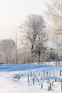 场景 冬天 旅行 森林 季节 分支 国家 天气 寒冷的 俄罗斯