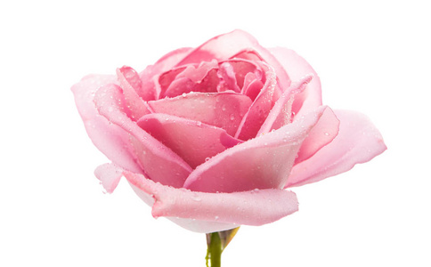 pink rose isolated 