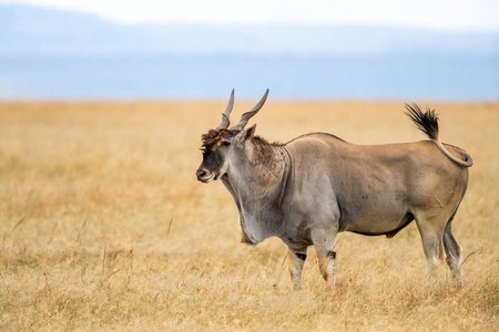 自然 野生动物 风景 荒野 马赛 动物群 玛拉 羚羊 大草原