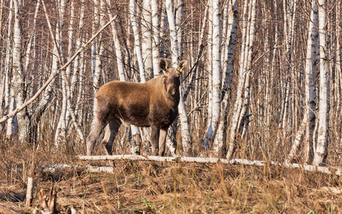 动物 麋鹿 冬天 森林 木材 环境 落下 公牛 站立 荒野