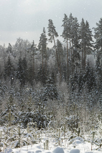 美丽的 环境 冷杉 自然 场景 降雪 风景 季节 松木 美女