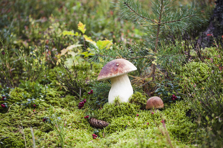 野生牛肝菌