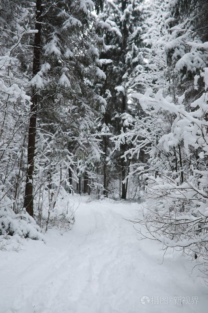 冬季景观雪下的森林在公园里过冬