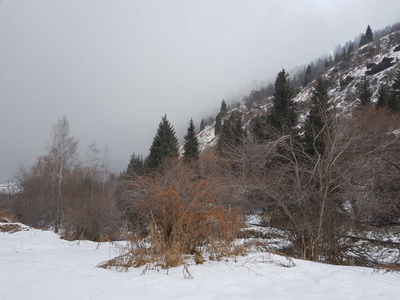 森林 风景 早晨 自然 寒冷的 冬天