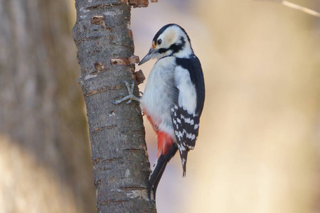 动物 自然 野生动物 森林 啄木鸟 分支 木材