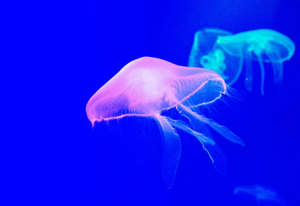 A jellyfish swimming in an aquarium 