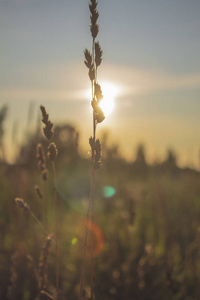天空 小麦 阳光 草地 日出 植物 风景 早晨 自然 日落