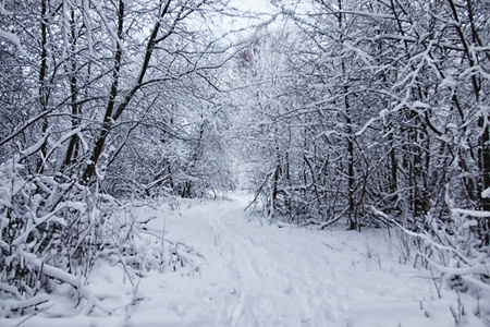 冬季森林积雪