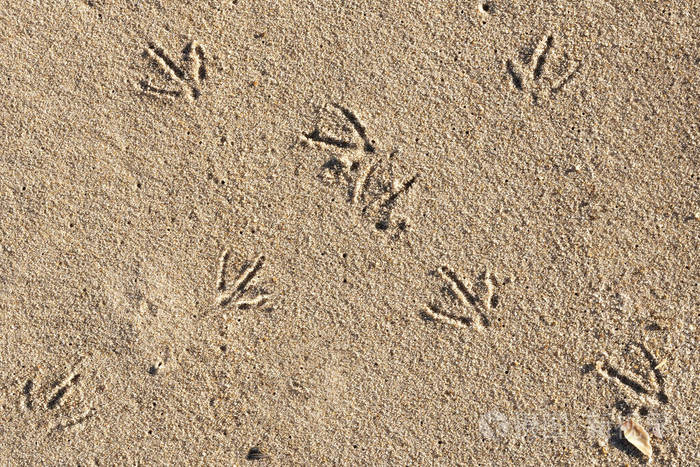 晴天沙滩上鸟的脚印海滩日和鸟类足迹