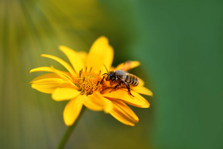 春天动物的叫声蜜蜂.一只大条纹蜜蜂在叫声中收集花粉的特写镜头照片