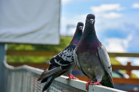 两只鸽子是朋友图片