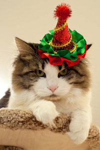 Homemade beautiful cat in a Christmas festive hat. Fluffy Kuril 