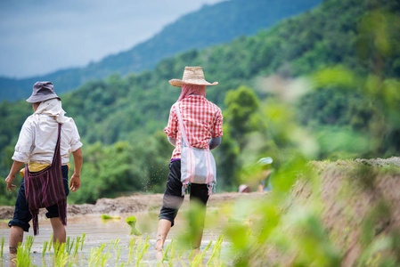 收获 农场 美丽的 亚洲 自然 食物 大米 泰国 农民 旅行