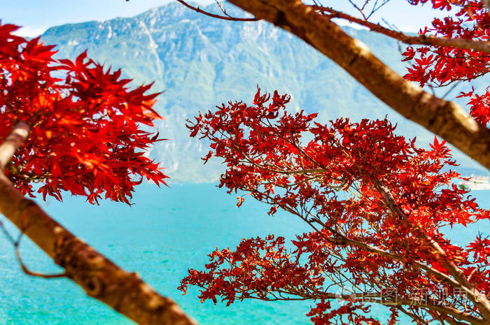 意大利南加尔达利蒙加尔达市加尔达湖西海岸生长着鲜艳的红枫树叶