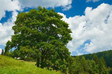 美丽的大树和夏季景观,高山上的云杉,蓝天和野花-旅游目的地风景,喀尔