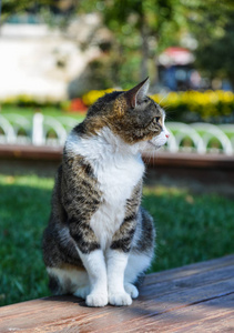 土耳其伊斯坦布尔街头一只漂亮的猫