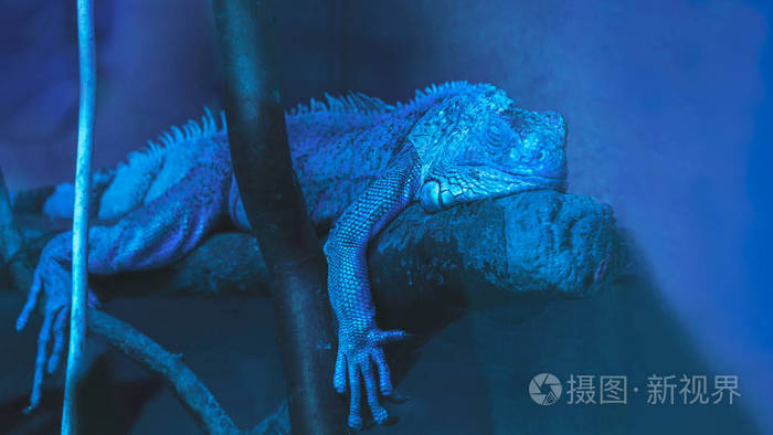 布伦奇岛上蜥蜴的蓝色色调和颜色背景冷静和安抚潮流色彩复制空间选择