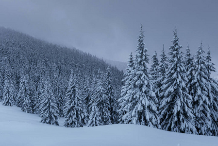 白霜 庆祝 冒险 仙境 自然 芬兰 很完美 季节 颜色 霍尔