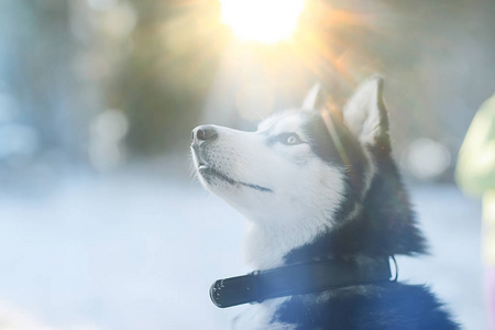 犬科动物 枪口 雪橇 流行的 成人 眼睛 肖像 健康 面对