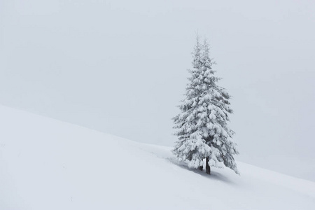 美丽的 冒险 降雪 冷杉 季节 寒冷的 好极了 森林 颜色