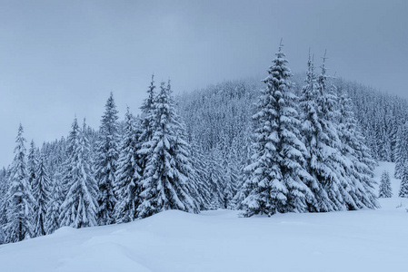 美女 天空 阿尔卑斯山 植物区系 风景 暴风雪 公园 白霜