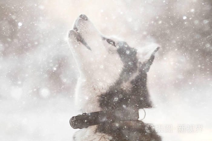 阿拉斯加 舌头 犬科动物 健康 毛皮 狗拉雪橇 美丽的 漂亮的