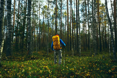 树叶 风景 背包客 十一月 男人 背包 芬兰 自由 追踪