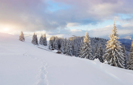 自然 简直不可思议 全景图 很完美 冬天 精彩的 白霜 森林