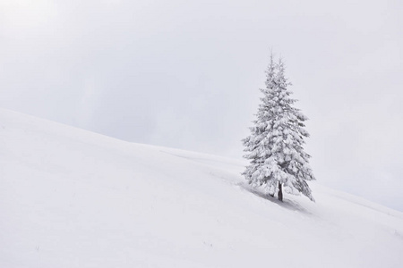 冒险 木材 冬天 暴风雪 好极了 天空 颜色 季节 风景