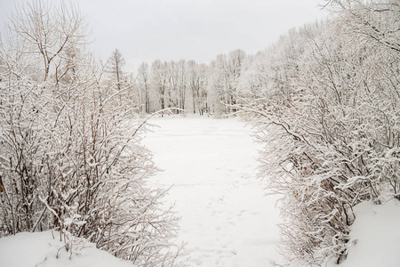 俄罗斯 自然 木材 美丽的 圣诞节 天气 雪花 降雪 仙境