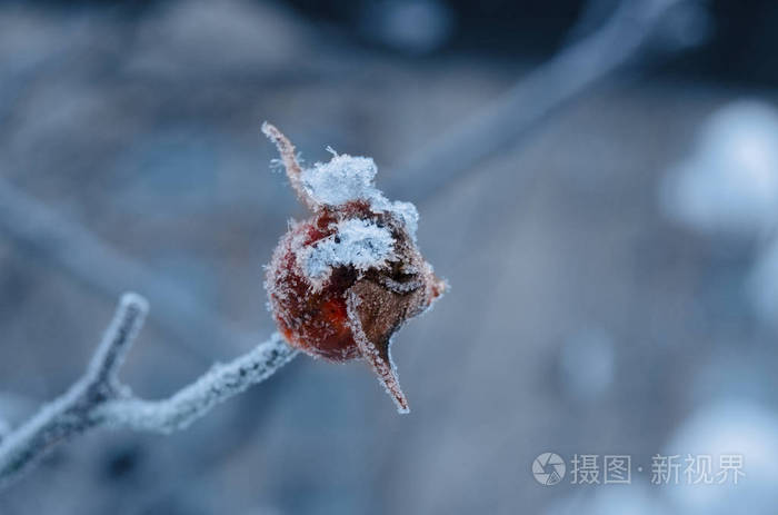 狗的红浆果在寒冷模糊的背景上覆盖着白色的雪晶