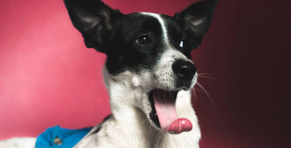 Basenji狗狗滑稽地张嘴打哈欠，在简单的红覆盆子背景上露出长长的舌头